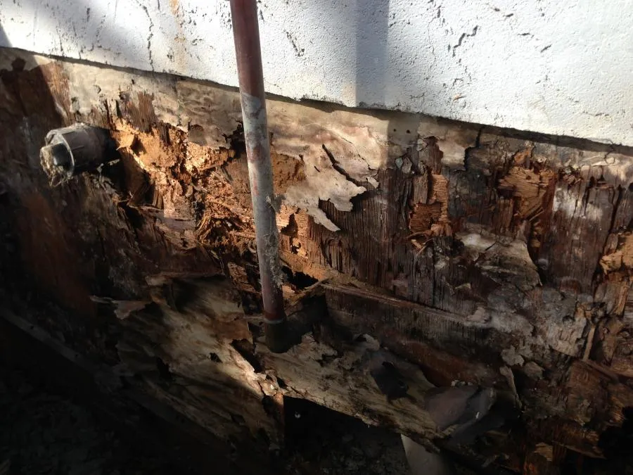 Picture of Redwood Empire Termite & Pest Control reveals the hidden damage of termite infestation as sunlight casts shadows on decayed wood, a testament to their expertise and commitment to quality outcomes. Copyright ©2025 Diamond Certified Resource

 - Redwood Empire Termite & Pest Control