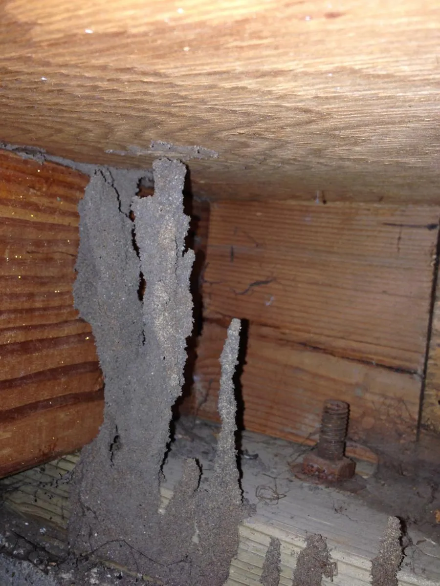 Picture of Hidden beneath wooden beams, termite tubes mark the passage of time. Redwood Empire Termite & Pest Control demonstrates their expertise in addressing such silent invasions. Recognized for expertise and quality, they ensure your home's safety. Copyright ©2025 Diamond Certified Resource

 - Redwood Empire Termite & Pest Control