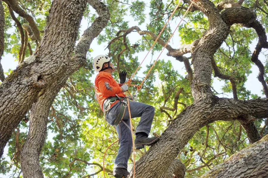 Arborist in safety gear climbs a tree using ropes, surrounded by thick branches and green leaves.