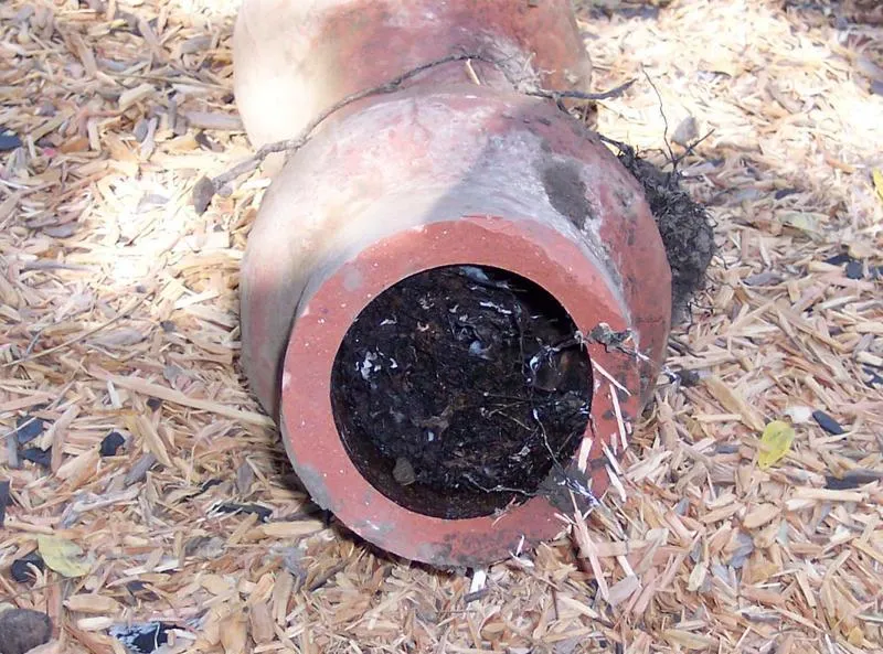 A clay pipe lies on wood chips, filled with dense roots and debris, indicating a blockage.
