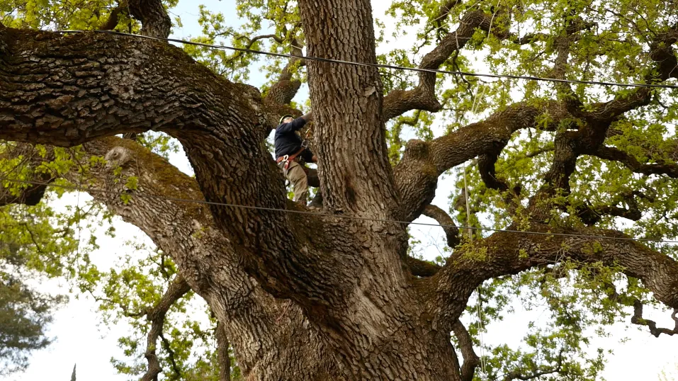  Arborist in safety gear climbing a large tree to trim branches, surrounded by foliage and sky.