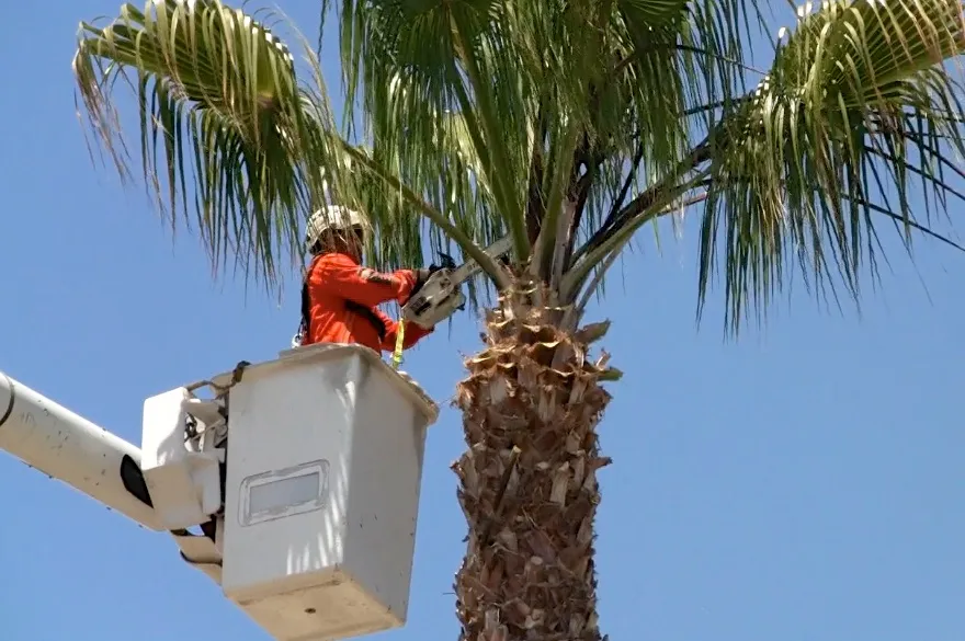 Worker in a bucket truck trims a palm tree with a chainsaw on a clear day. Worker in a bucket truck trims a palm tree with a chainsaw on a clear day.