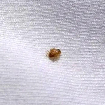 Close-up of a bedbug on white fabric, highlighting its small size and brown color against the material's texture. Close-up of a bedbug on white fabric, highlighting its small size and brown color against the material's texture.