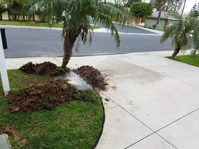 A driveway edge with excavated soil and water, indicating plumbing work; palm trees line the area. A driveway edge with excavated soil and water, indicating plumbing work; palm trees line the area.