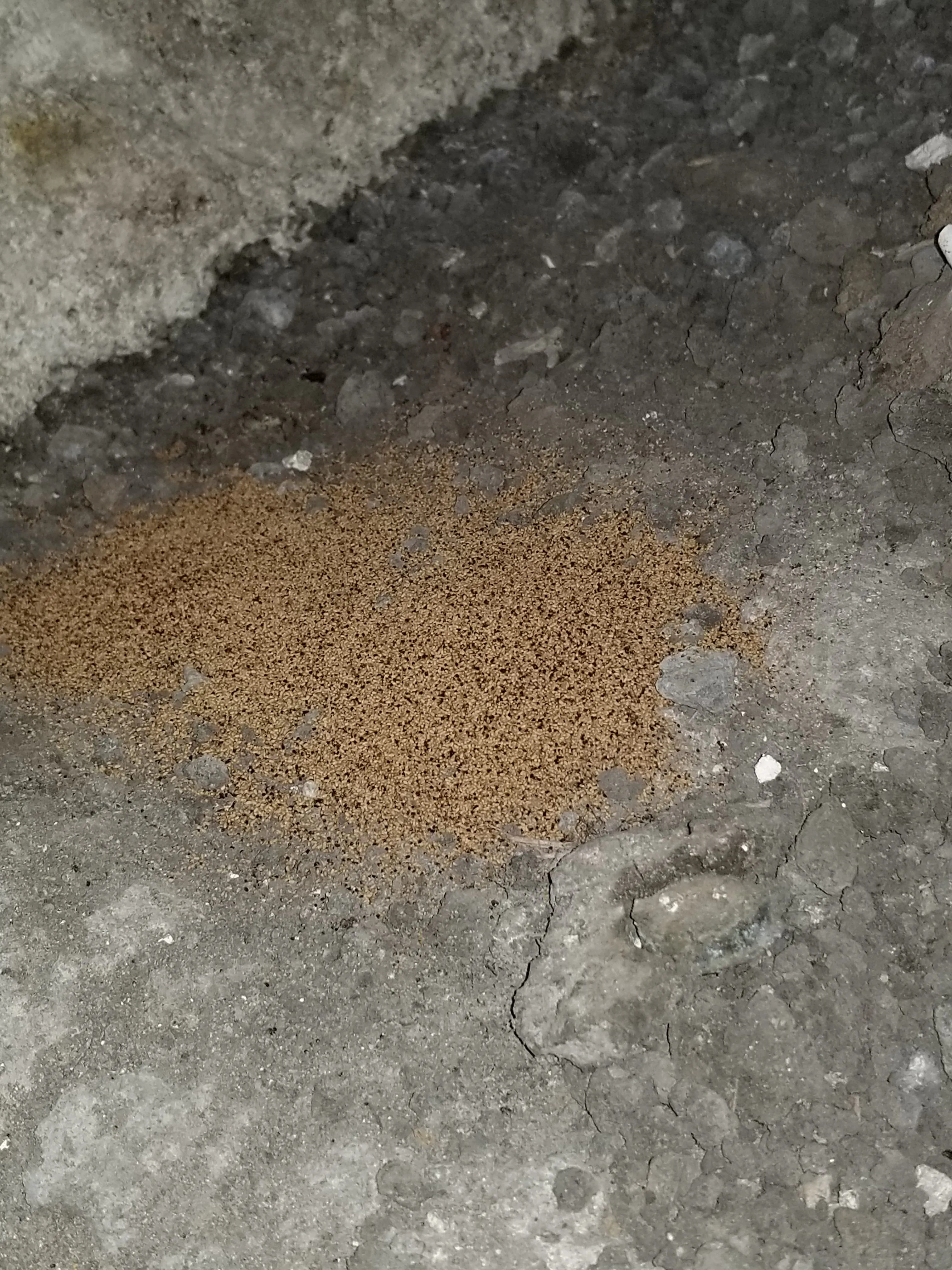 HI TECH TERMITE CONTROL OF THE BAY AREA, INC. - 408 Surveys, Videos,  Articles, & More | Diamond Certified