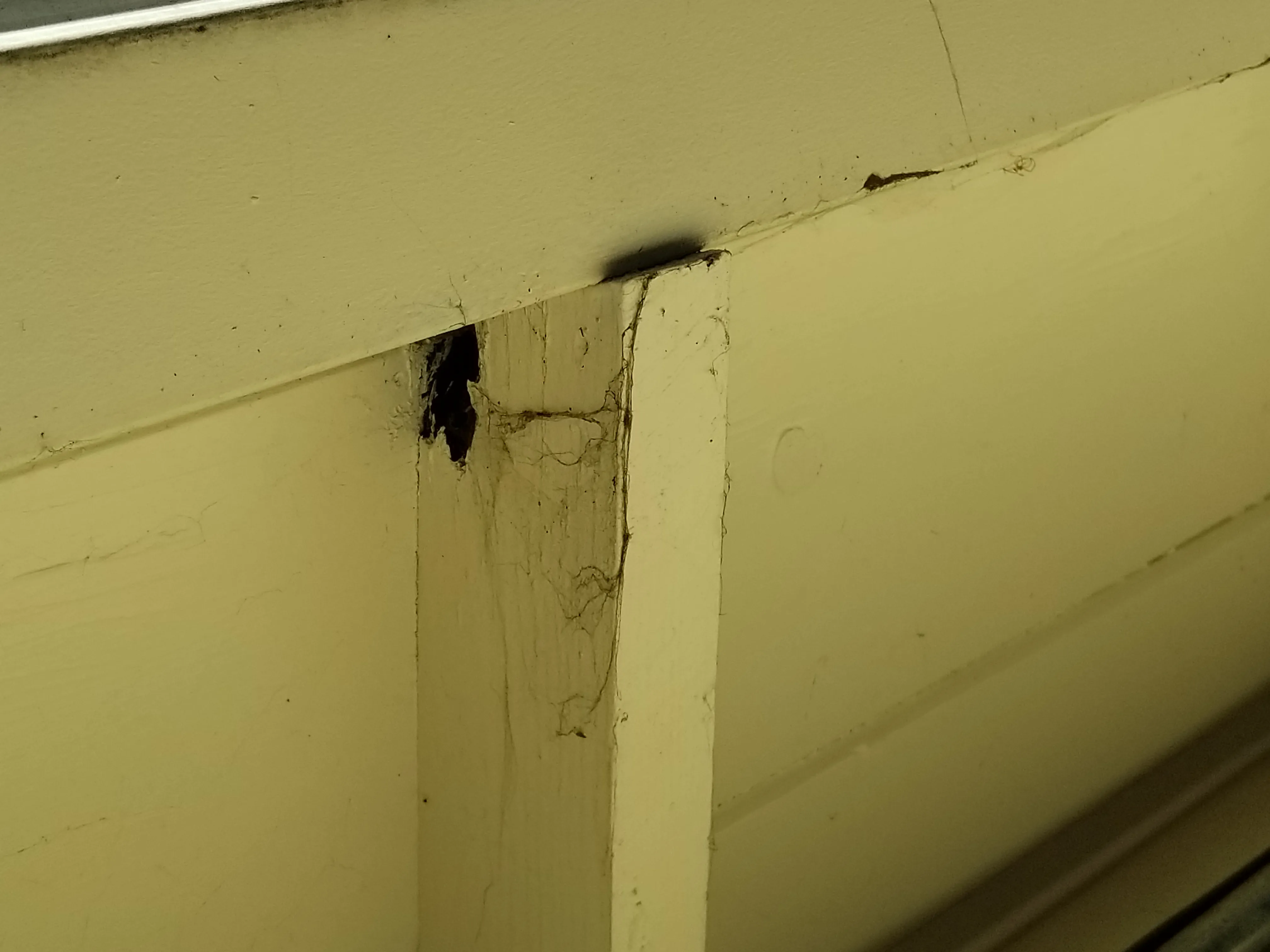 HI TECH TERMITE CONTROL OF THE BAY AREA, INC. - 408 Surveys, Videos,  Articles, & More | Diamond Certified