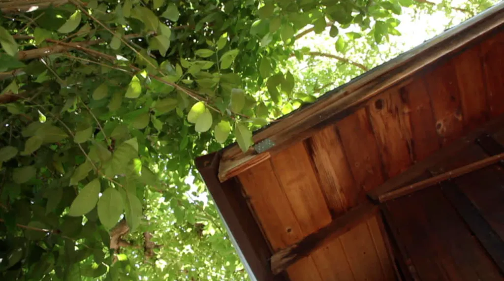 View of a wooden roof corner under green leafy branches. View of a wooden roof corner under green leafy branches.