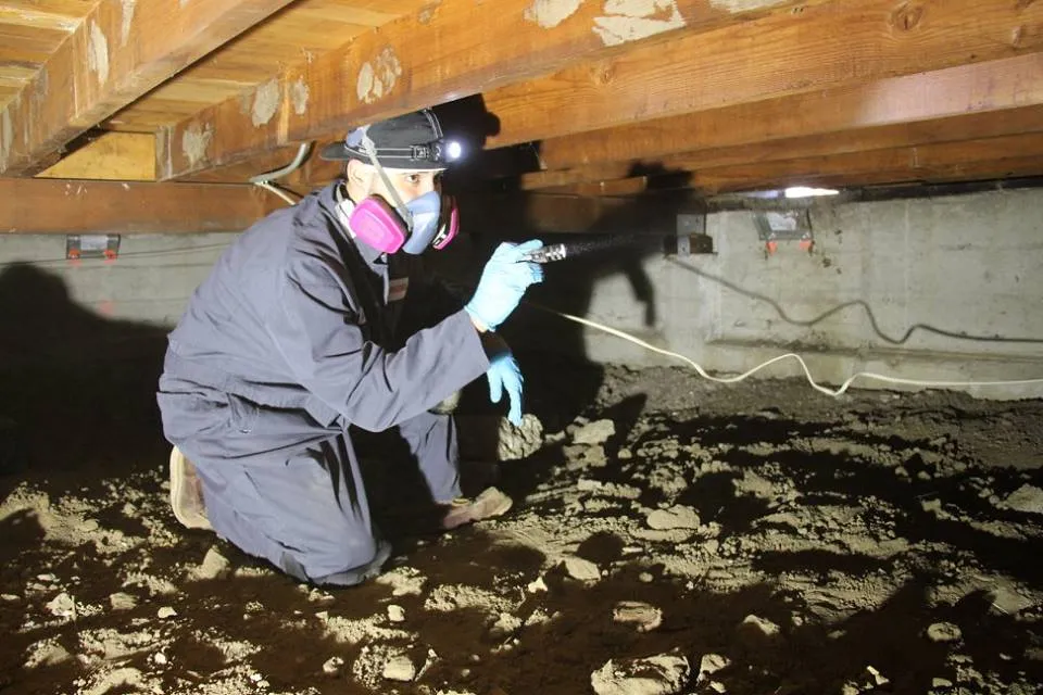 Picture of A Mightymite Termite Services expert examines a dimly lit crawl space, flashlight in hand, ensuring quality outcomes in pest management. Recognized for expertise and quality, the company secures the well-being of homes. Copyright ©2025 Diamond Certified Resource

 - Mightymite Termite Services