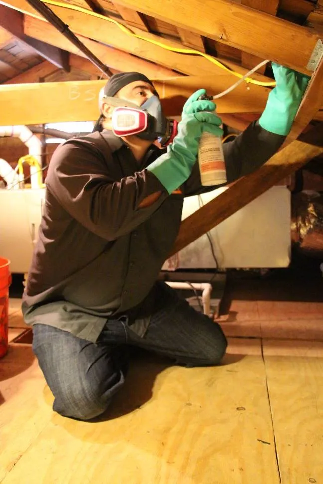 Picture of In a dimly lit attic, a technician from Mightymite Termite Services applies treatment to exposed beams, embodying the companyâ€™s focus on quality outcomes. Copyright ©2025 Diamond Certified Resource

 - Mightymite Termite Services