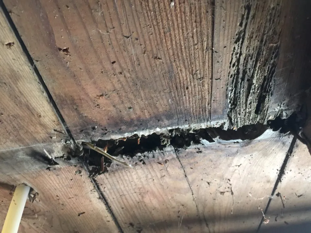 Close-up of severely damaged wooden beam with visible termite damage and cracks. Close-up of severely damaged wooden beam with visible termite damage and cracks.