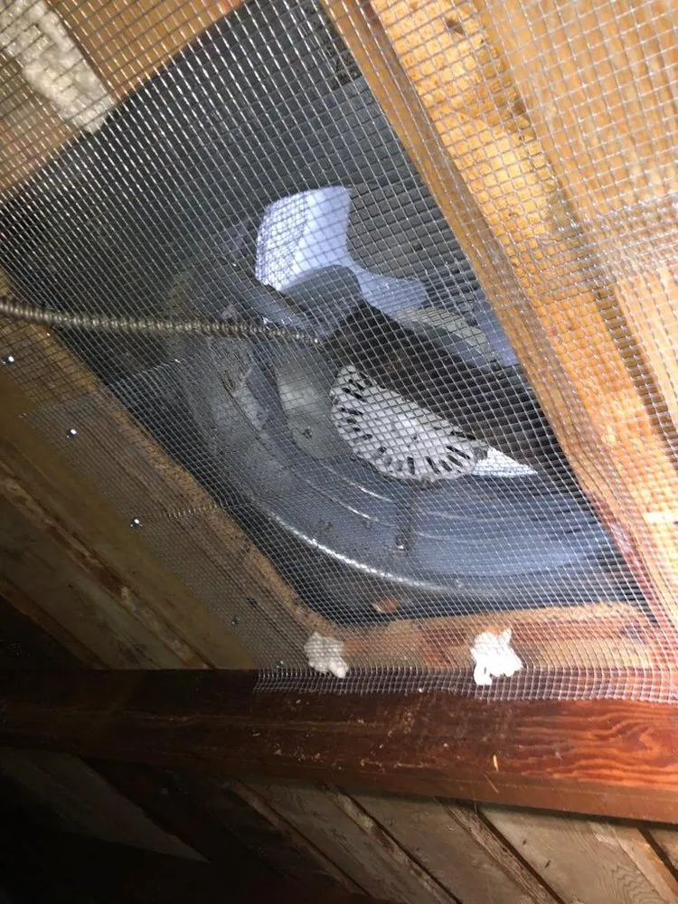 Picture of In a quiet attic corner, an exhaust fan is securely shielded by mesh wiring, ensuring optimal performance. Alley Cat, recognized for expertise and quality, ensures homes are safeguarded from unwelcome intrusions. Copyright ©2025 Diamond Certified Resource

 - Alley Cat