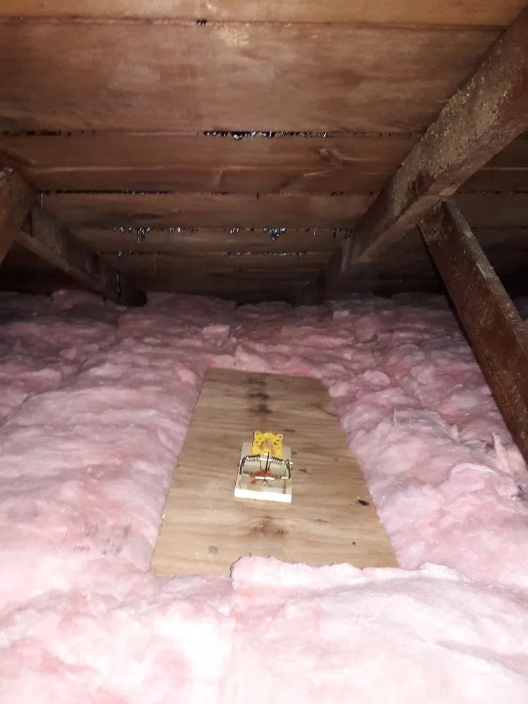 Picture of Nestled within layers of pink insulation, a solitary mousetrap sits poised, a subtle sentinel in the quiet attic. Alley Cat's focus on quality outcomes ensures homes remain pest-free. Copyright ©2025 Diamond Certified Resource

 - Alley Cat