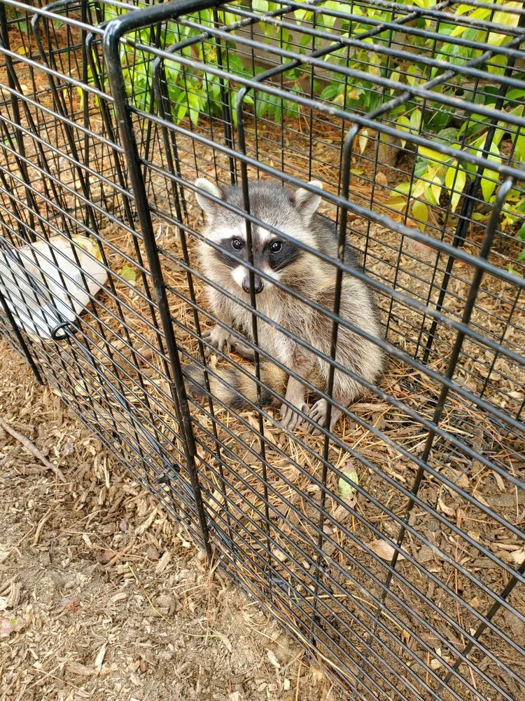 Picture of  A curious raccoon peers through the bars of a humane trap set by Presto Pest Control, Inc., showcasing the company's commitment to safe, quality wildlife management solutions. Recognized for expertise and quality, Presto Pest Control ensures humane and effective pest control. Copyright ©2025 Diamond Certified Resource.

 - Presto Pest Control, Inc.