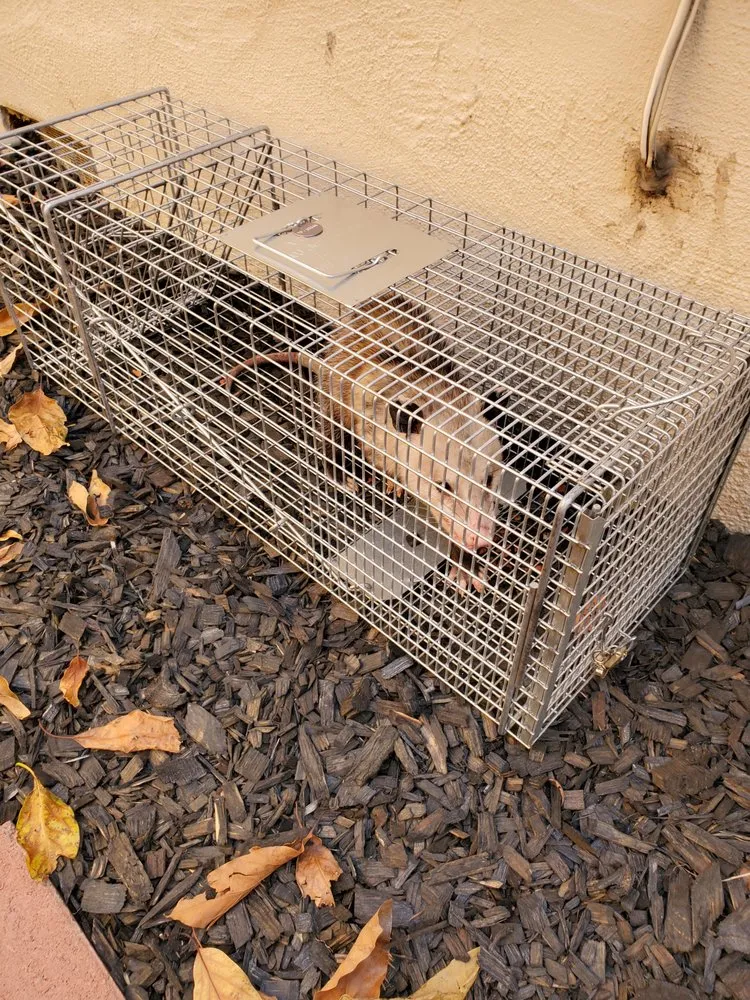 Picture of  A humane trap by Presto Pest Control, Inc. safely containing an opossum highlights the company’s dedication to ethical pest management. Recognized for expertise and quality, they ensure peaceful resolutions to wildlife intrusions. Copyright ©2025 Diamond Certified Resource.

 - Presto Pest Control, Inc.