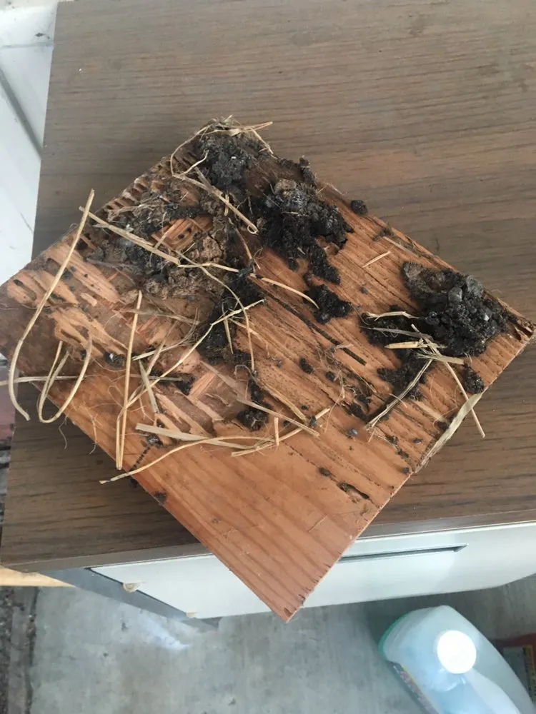 Picture of A damaged wooden board reveals the silent havoc of termite infestation, a reminder of the diligence required in pest control. Great Wall Termite Control focuses on quality outcomes to restore peace to their clients' homes. Copyright ©2025 Diamond Certified Resource

 - Great Wall Termite Control