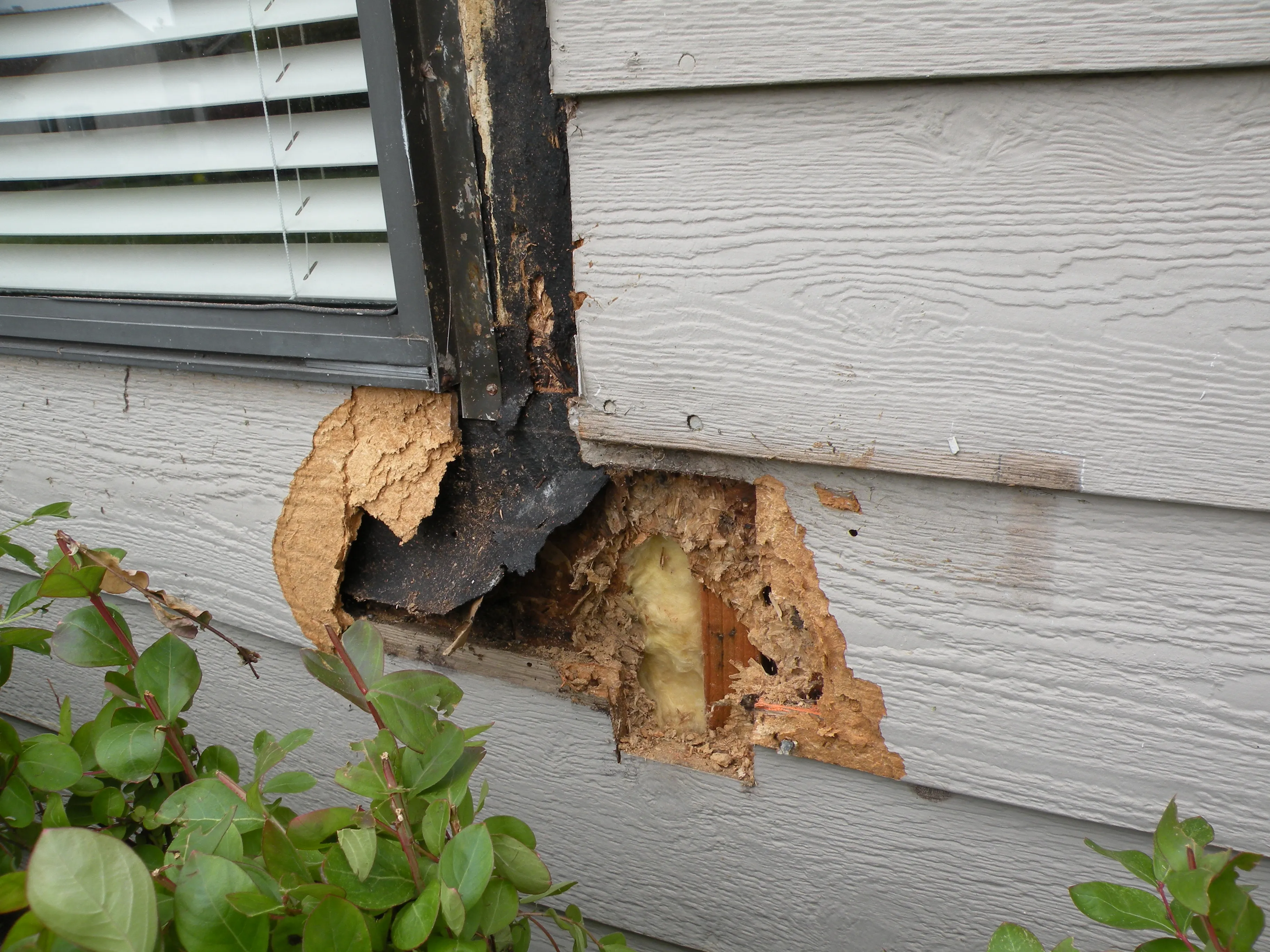 Picture of A corner of a home's exterior reveals significant rot and decay, narrating the story of weather's relentless effects. Solidarity Painting, Inc., known for its expertise and quality, excels in transforming such challenges into renewed spaces. The company focuses on quality outcomes. Copyright ©2025 Diamond Certified Resource

 - Solidarity Painting, Inc.